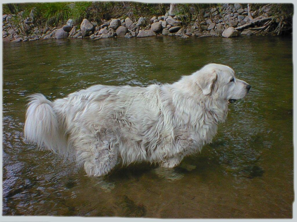 Lucy wades in the river