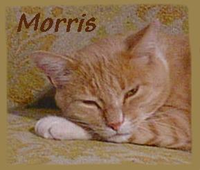 Evil Morris