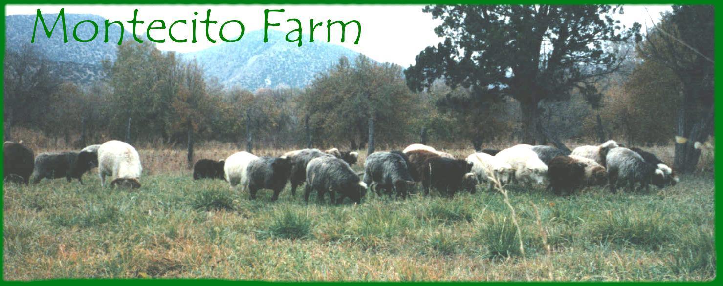 sheep panorama