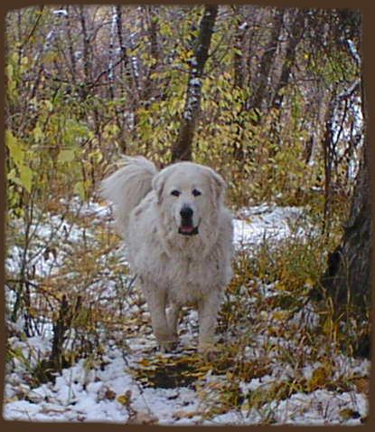 Lucy on the snowy forest trail in autumn.