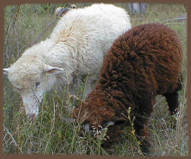 White ewe and brown ram
